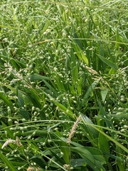 Dichanthelium leibergii