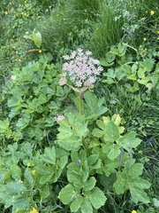 Peucedanum ostruthium