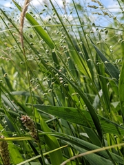 Dichanthelium leibergii