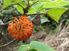 Rapala varuna formosana