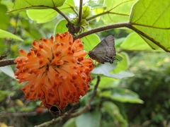 Rapala varuna formosana