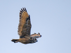 Indian Eagle-Owl photo 3