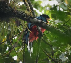 Pharomachrus fulgidus