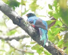 Pharomachrus fulgidus