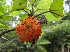 Rapala varuna formosana