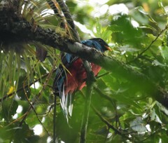 Pharomachrus fulgidus