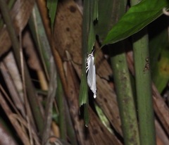 Urapteroides astheniata