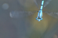 Enallagma cyathigerum