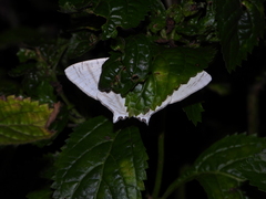 Urapteroides astheniata