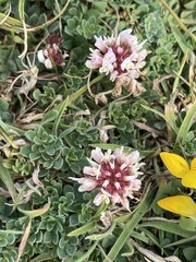 Trifolium occidentale