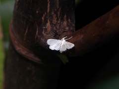 Musotiminae