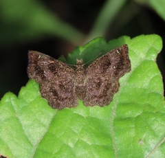 Staphylus ascalaphus