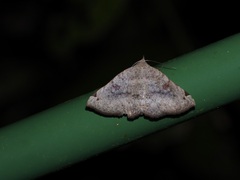 Mecodina