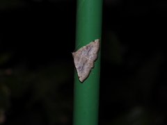 Mecodina