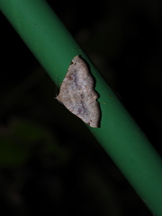 Mecodina