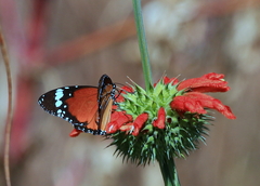 Leonotis nepetifolia