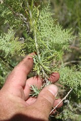Artemisia afra