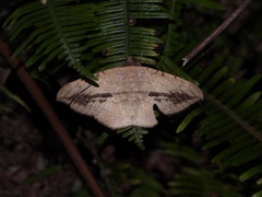 Hulodes donata