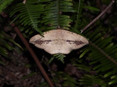 Hulodes donata