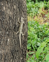 Sceloporus palaciosi