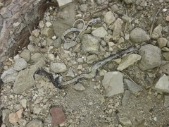 Hierophis