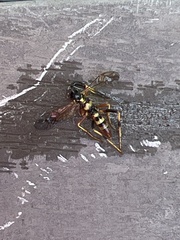 Polytribax contiguus