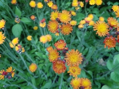 Pilosella aurantiaca