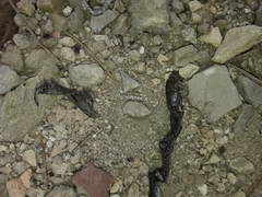 Hierophis