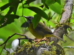 Myiothlypis conspicillata