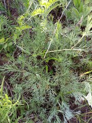 Artemisia sericea