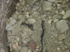 Hierophis
