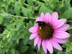 Melissodes bimaculatus