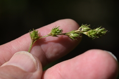 Carex echinodes