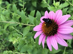 Melissodes bimaculatus