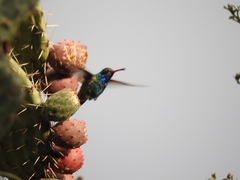 Cynanthus latirostris