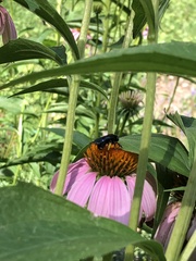 Melissodes bimaculatus