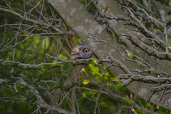 Caligo telamonius memnon