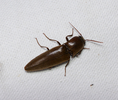 Orthostethus infuscatus