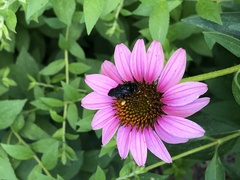 Melissodes bimaculatus