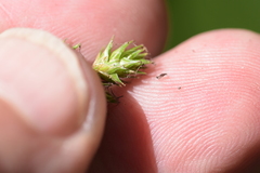 Carex echinodes