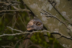 Caligo telamonius memnon