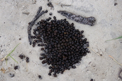 Sylvicapra grimmia