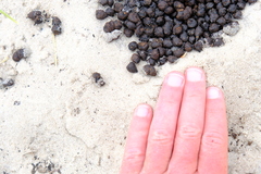 Sylvicapra grimmia