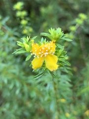 Hypericum galioides