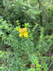 Hypericum galioides