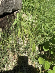 Bromus kalmii