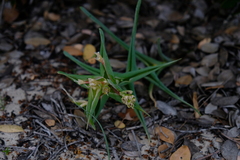 Ferraria foliosa