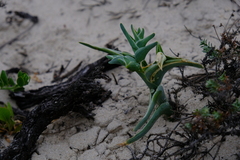 Ferraria foliosa