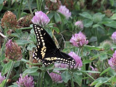 Papilio polyxenes
