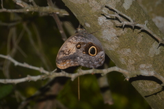 Caligo telamonius memnon